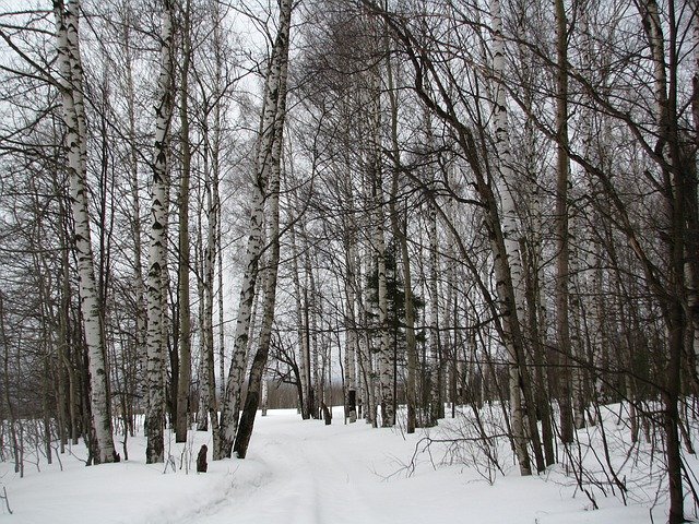 白樺の林